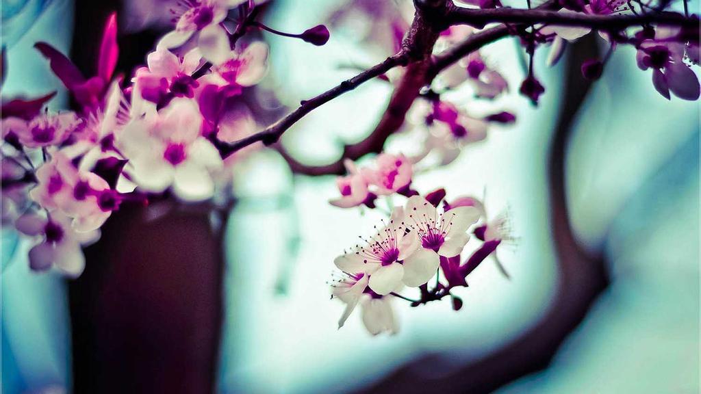 Unlocking Passive Income: A Data-Driven Approach to Cryptocurrency Portfolios